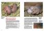 Preview: Die Kleine Wüstenspringmaus